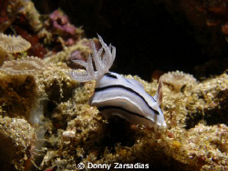 Dunno the specie of this nudi. Will just check it out at ... by Donny Zarsadias 